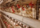 TKDK 101-4 Yumurta Üreten Tarımsal İşletmeler