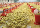TKDK 101-3 Kanatlı Eti Üreten Tarımsal İşletmeler