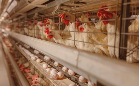 TKDK 101-4 Yumurta Üreten Tarımsal İşletmeler