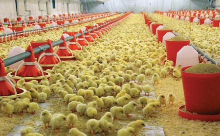 TKDK 101-3 Kanatlı Eti Üreten Tarımsal İşletmeler