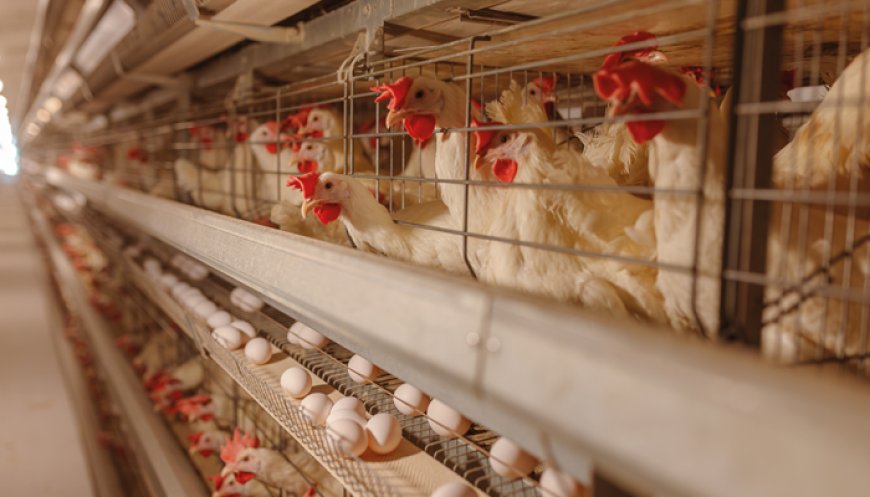 TKDK 101-4 Yumurta Üreten Tarımsal İşletmeler